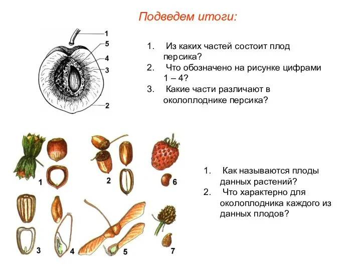 Из каких частей состоит плод персика? Что обозначено на рисунке цифрами