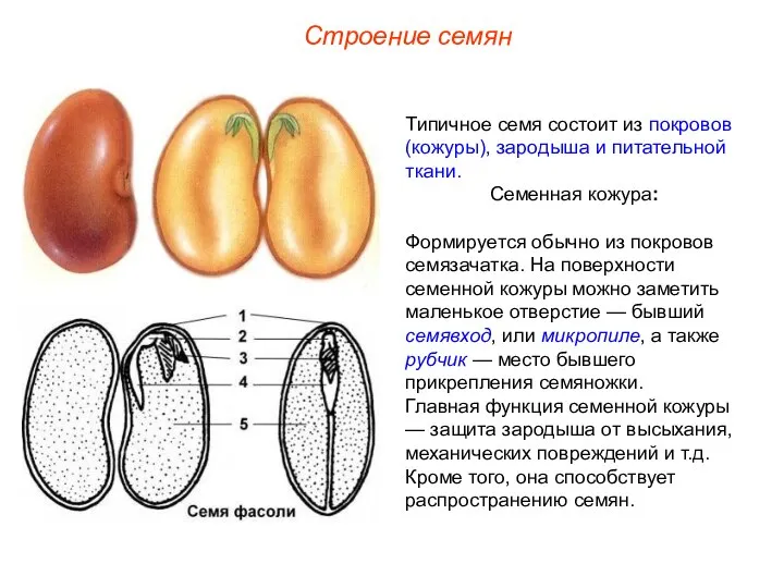 Типичное семя состоит из покровов (кожуры), зародыша и питательной ткани. Семенная