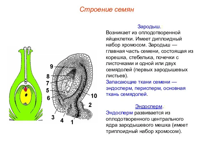 Зародыш.: Возникает из оплодотворенной яйцеклетки. Имеет диплоидный набор хромосом. Зародыш —