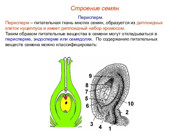 Перисперм. Перисперм – питательная ткань многих семян, образуется из диплоидных клеток