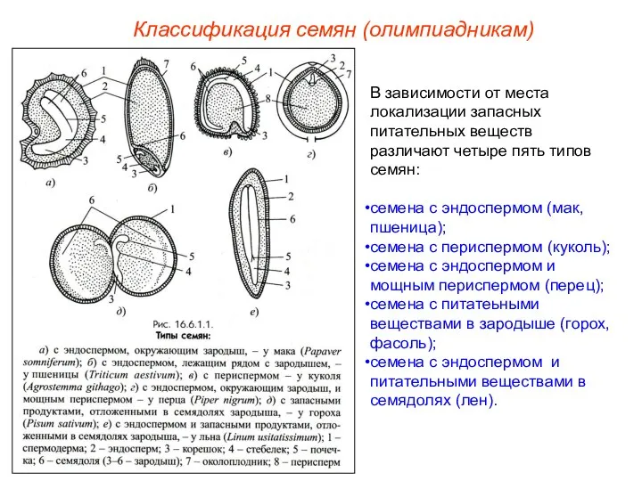 В зависимости от места локализации запасных питательных веществ различают четыре пять