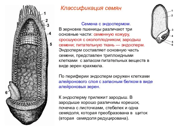 Семена с эндоспермом. В зерновке пшеницы различают три основные части: семенную