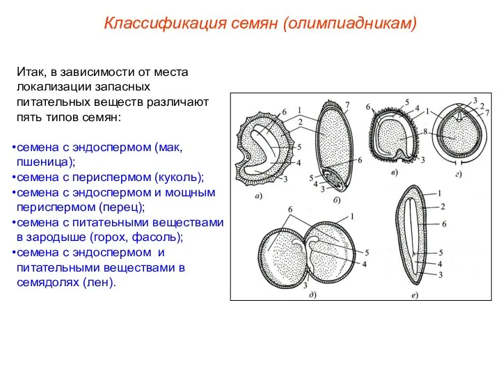 Итак, в зависимости от места локализации запасных питательных веществ различают пять