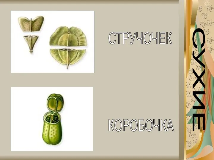 СУХИЕ СТРУЧОЧЕК КОРОБОЧКА