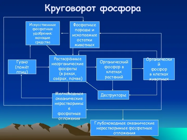 Круговорот фосфора Гуано (помёт птиц) Растворённые неорганические фосфаты (в реках, озёрах,