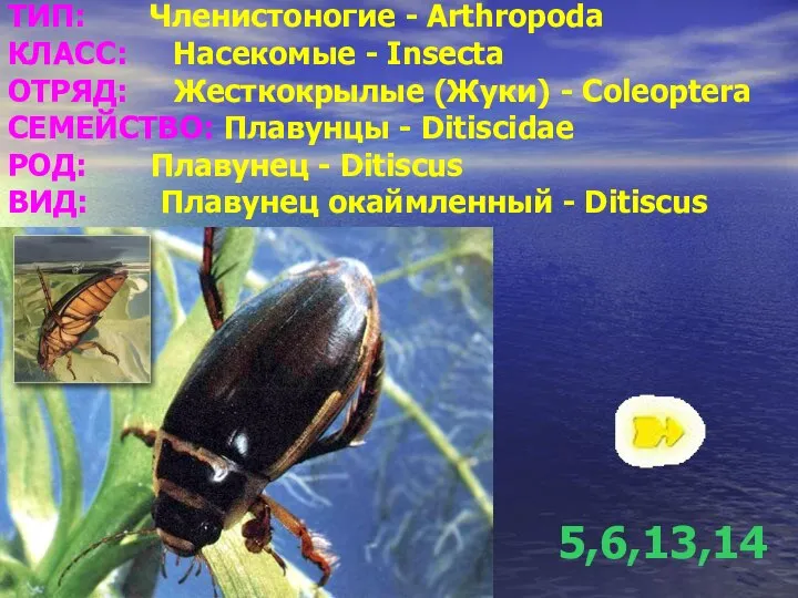 ТИП: Членистоногие - Arthropoda КЛАСС: Насекомые - Insecta ОТРЯД: Жесткокрылые (Жуки)