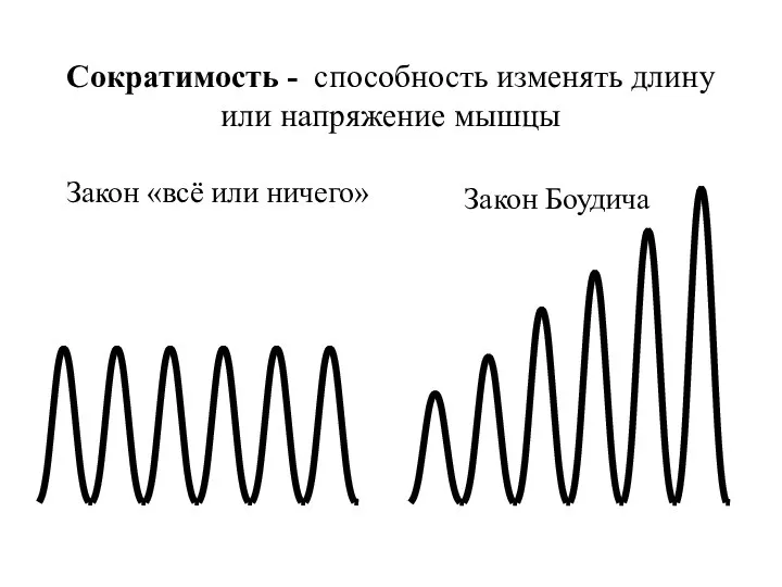 Сократимость - способность изменять длину или напряжение мышцы Закон «всё или ничего» Закон Боудича