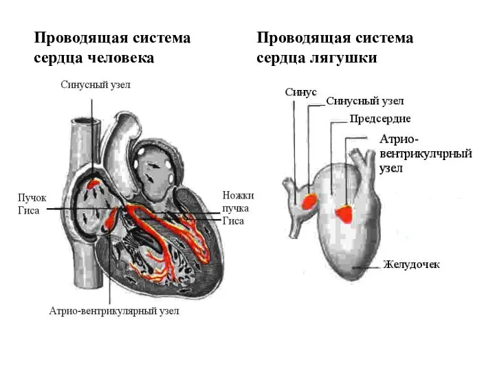 Проводящая система сердца человека Проводящая система сердца лягушки