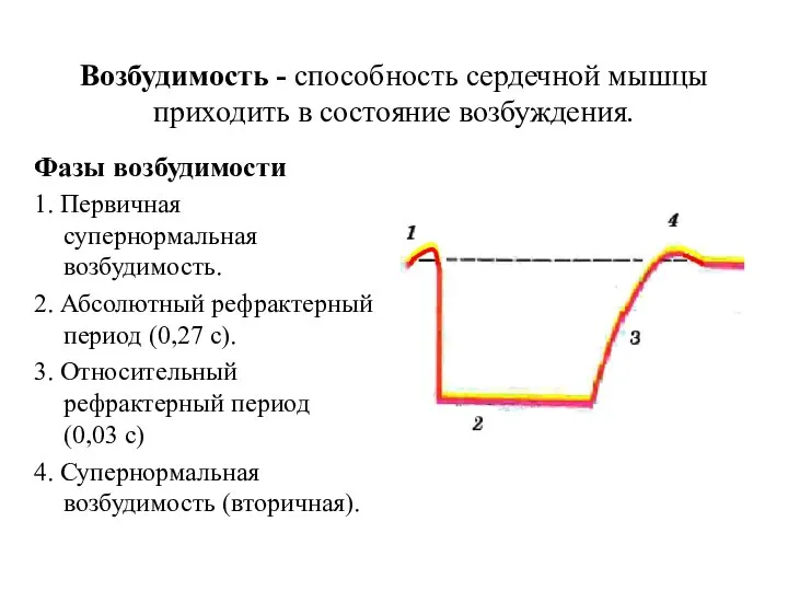 Возбудимость - способность сердечной мышцы приходить в состояние возбуждения. Фазы возбудимости