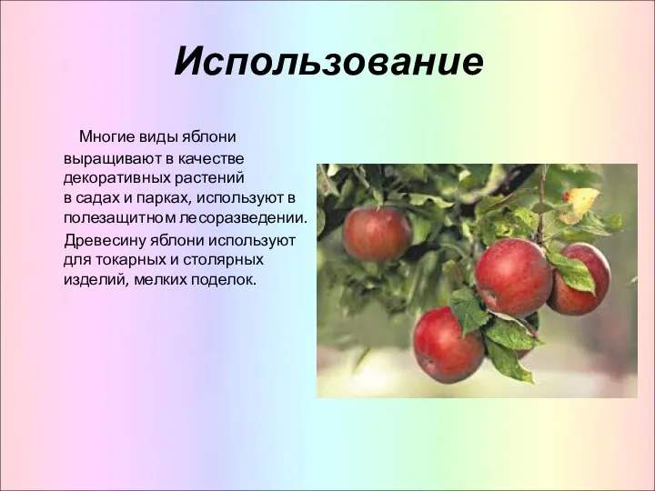 Использование Многие виды яблони выращивают в качестве декоративных растений в садах