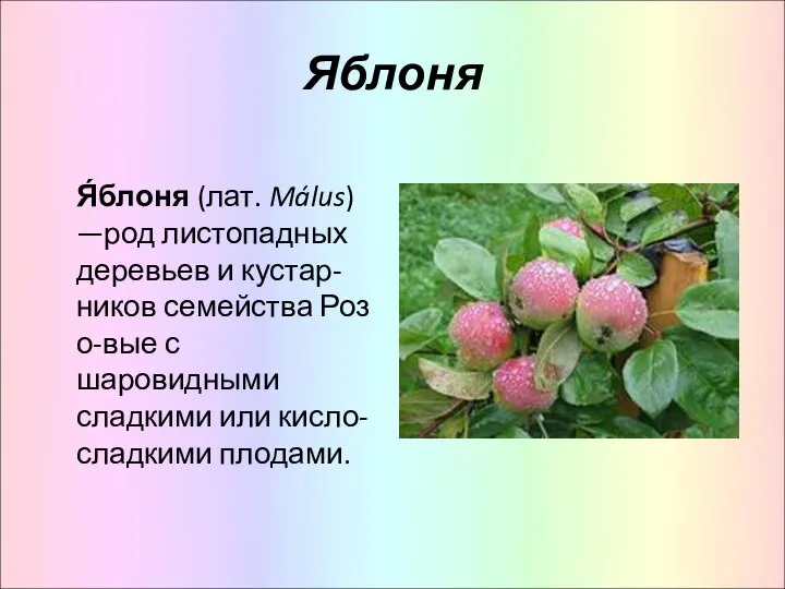 Яблоня Я́блоня (лат. Málus) —род листопадных деревьев и кустар- ников семейства