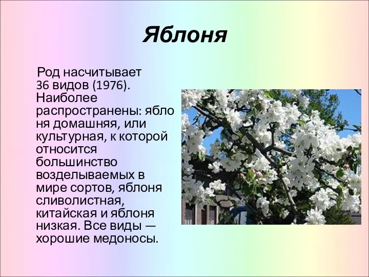 Яблоня Род насчитывает 36 видов (1976). Наиболее распространены: яблоня домашняя, или