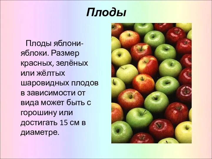 Плоды Плоды яблони-яблоки. Размер красных, зелёных или жёлтых шаровидных плодов в