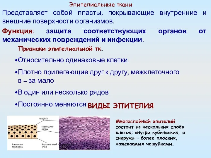 Эпителиальные ткани Представляет собой пласты, покрывающие внутренние и внешние поверхности организмов.