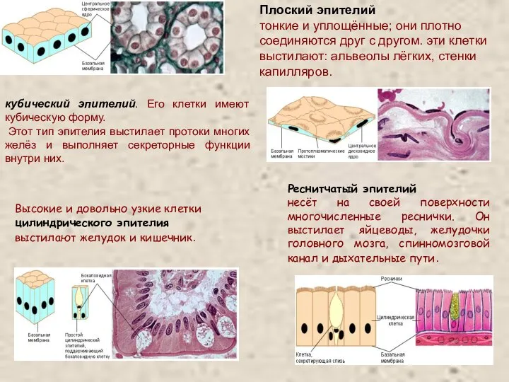 кубический эпителий. Его клетки имеют кубическую форму. Этот тип эпителия выстилает