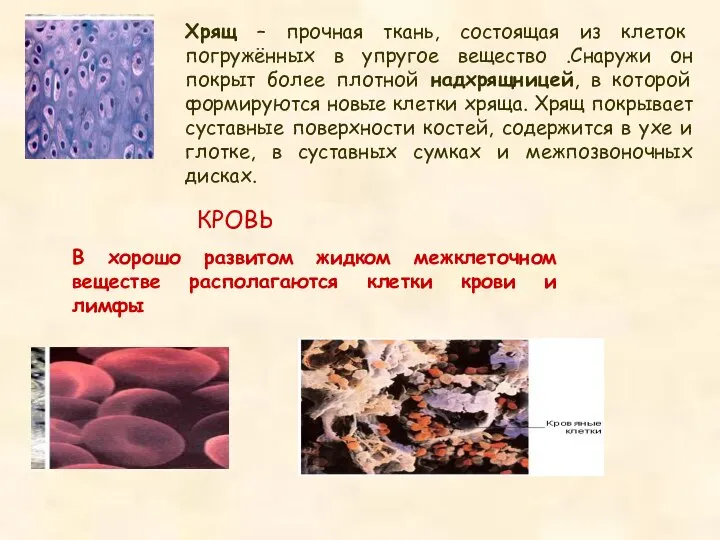 Хрящ – прочная ткань, состоящая из клеток погружённых в упругое вещество