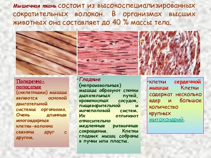 Мышечная ткань состоит из высокоспециализированных сократительных волокон. В организмах высших животных