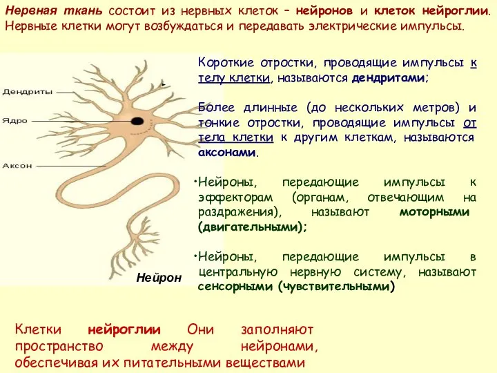 Нервная ткань состоит из нервных клеток – нейронов и клеток нейроглии.