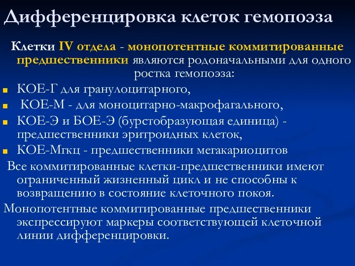 Дифференцировка клеток гемопоэза Клетки IV отдела - монопотентные коммитированные предшественники являются