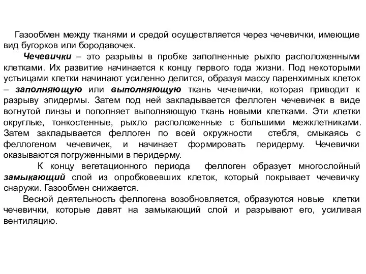 Газообмен между тканями и средой осуществляется через чечевички, имеющие вид бугорков