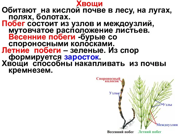 Хвощи Обитают на кислой почве в лесу, на лугах, полях, болотах.