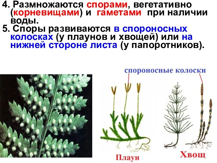 4. Размножаются спорами, вегетативно (корневищами) и гаметами при наличии воды. 5.