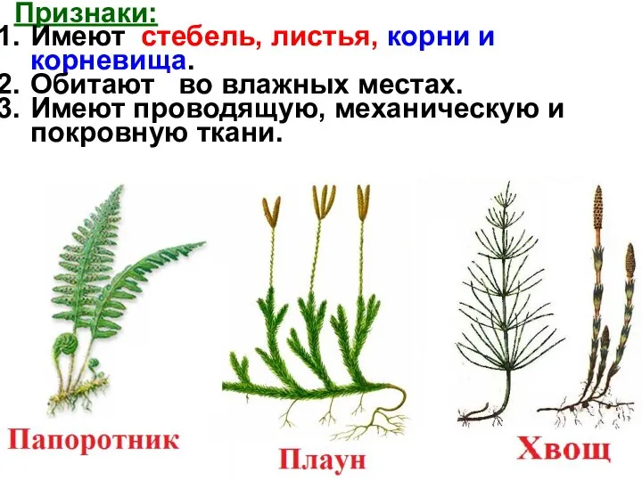 Признаки: Имеют стебель, листья, корни и корневища. Обитают во влажных местах.