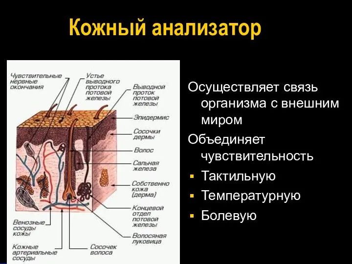 Кожный анализатор Осуществляет связь организма с внешним миром Объединяет чувствительность Тактильную Температурную Болевую