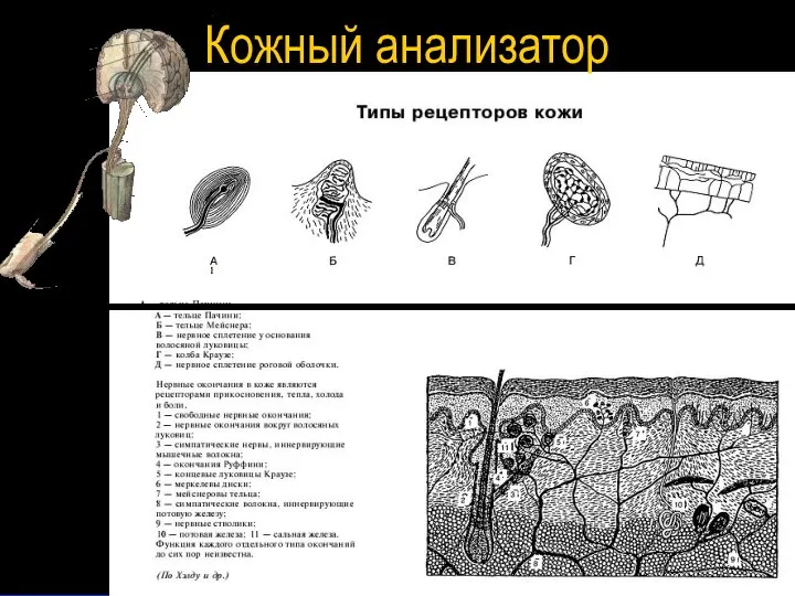 Кожный анализатор Кожный анализатор