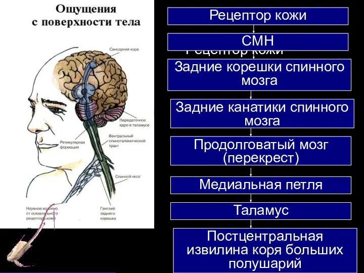 Рецептор кожи Рецептор кожи СМН Задние корешки спинного мозга Задние канатики