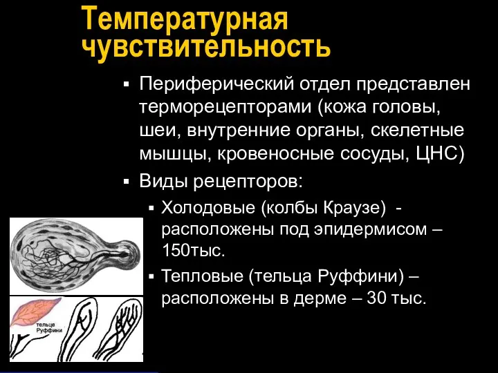 Температурная чувствительность Периферический отдел представлен терморецепторами (кожа головы, шеи, внутренние органы,