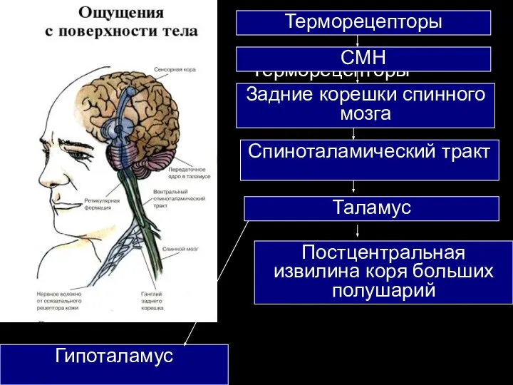 Терморецепторы Терморецепторы СМН Задние корешки спинного мозга Спиноталамический тракт Таламус Постцентральная извилина коря больших полушарий Гипоталамус