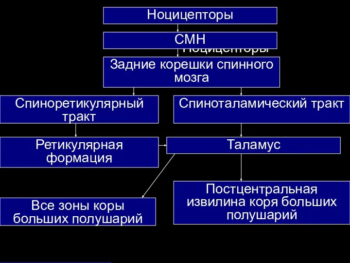 Ноцицепторы Ноцицепторы СМН Задние корешки спинного мозга Спиноталамический тракт Таламус Постцентральная