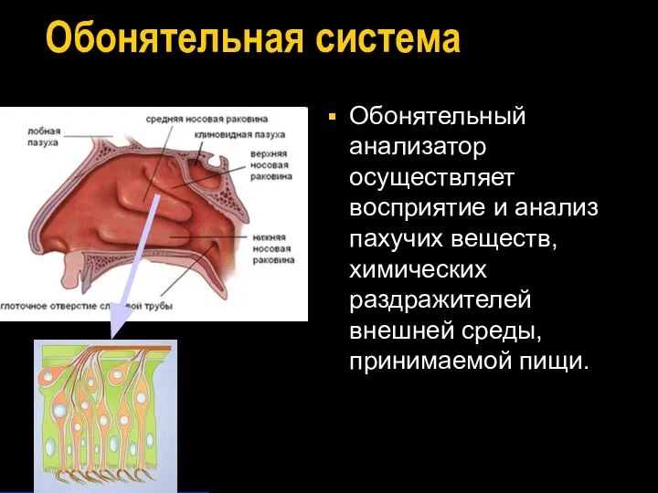 Обонятельная система Обонятельный анализатор осуществляет восприятие и анализ пахучих веществ, химических раздражителей внешней среды, принимаемой пищи.