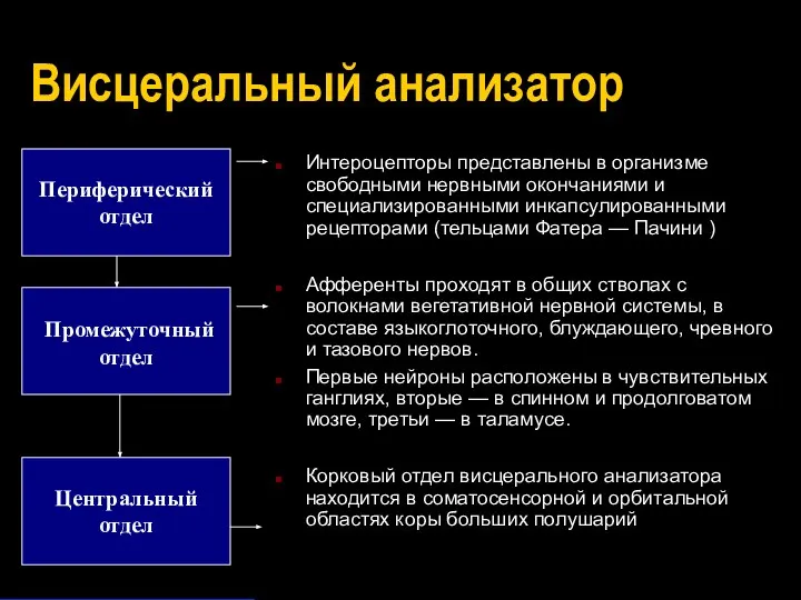 Висцеральный анализатор Периферический отдел Промежуточный отдел Центральный отдел Интероцепторы представлены в