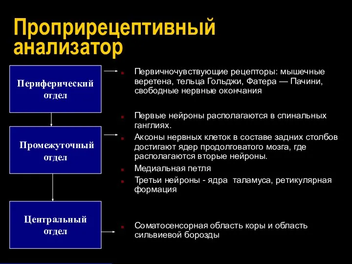 Проприрецептивный анализатор Периферический отдел Промежуточный отдел Центральный отдел Первичночувствующие рецепторы: мышечные