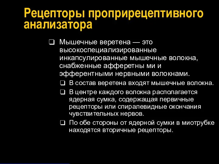 Рецепторы проприрецептивного анализатора Мышечные веретена — это высокоспециализированные инкапсулированные мышечные волокна,