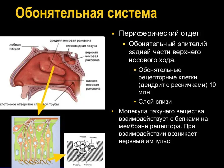 Обонятельная система Периферический отдел Обонятельный эпителий задней части верхнего носового хода.