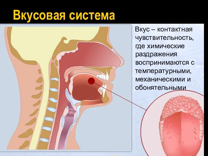 Вкусовая система Вкус – контактная чувствительность, где химические раздражения воспринимаются с температурными, механическими и обонятельными