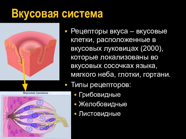 Вкусовая система Рецепторы вкуса – вкусовые клетки, расположенные в вкусовых луковицах