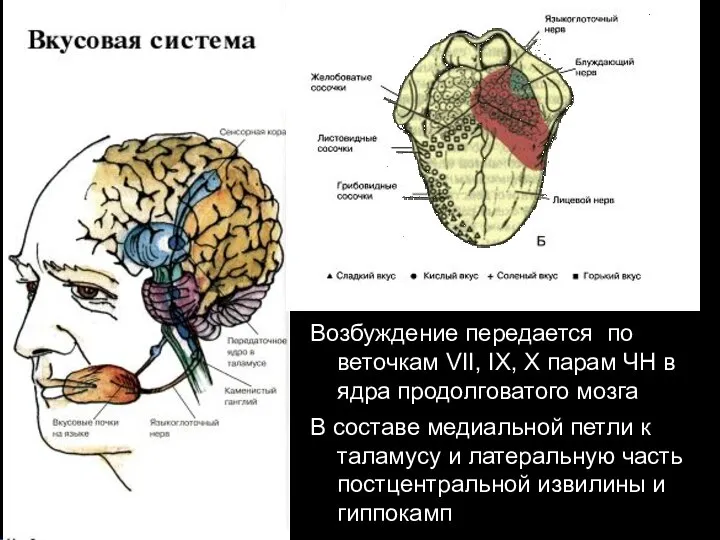 Возбуждение передается по веточкам VII, IX, X парам ЧН в ядра