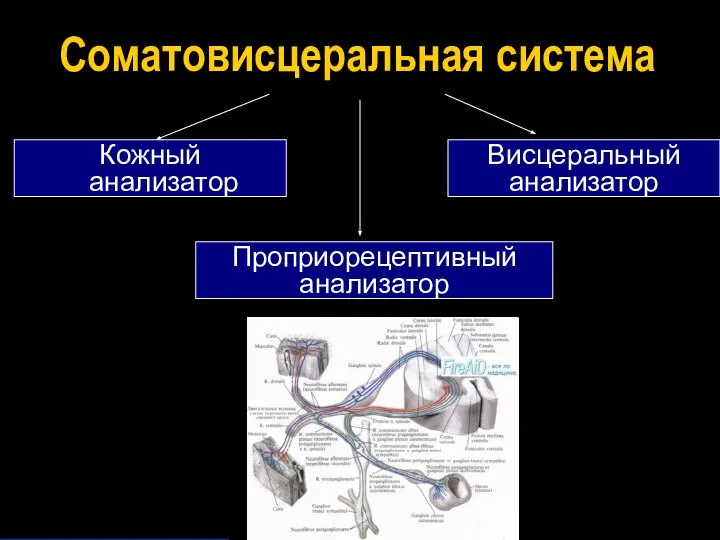 Соматовисцеральная система Кожный анализатор Проприорецептивный анализатор Висцеральный анализатор