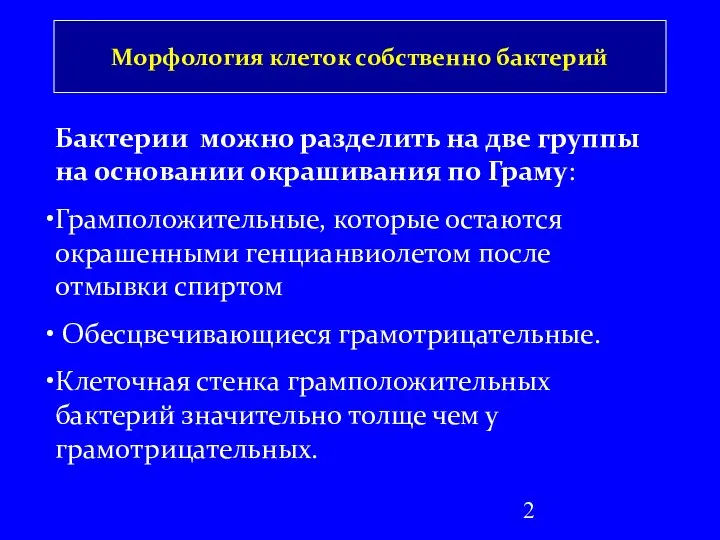 Морфология клеток собственно бактерий Бактерии можно разделить на две группы на