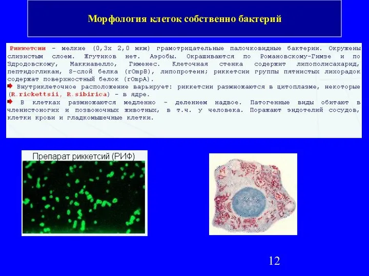 Морфология клеток собственно бактерий