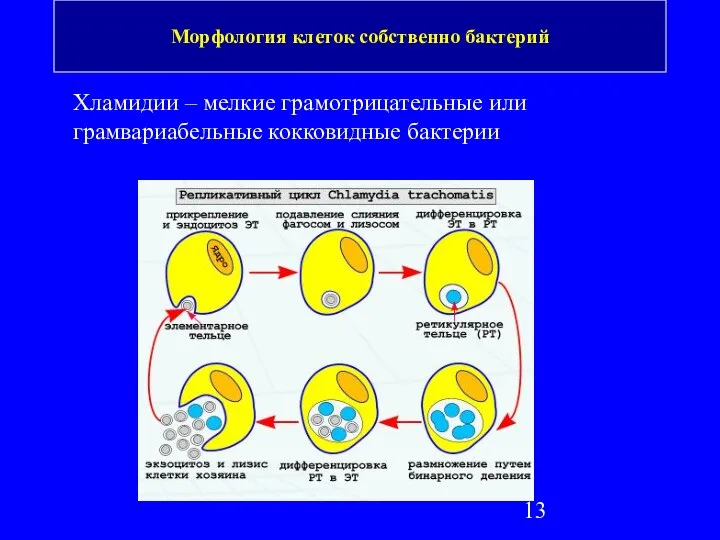 Морфология клеток собственно бактерий Хламидии – мелкие грамотрицательные или грамвариабельные кокковидные бактерии