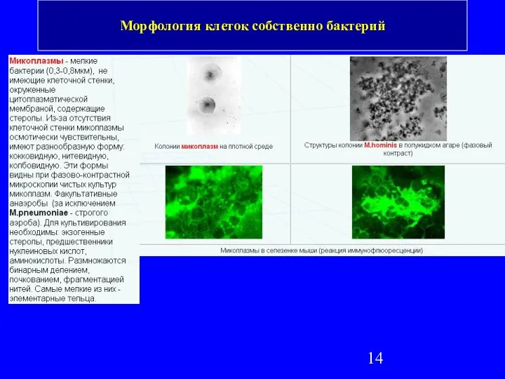 Морфология клеток собственно бактерий