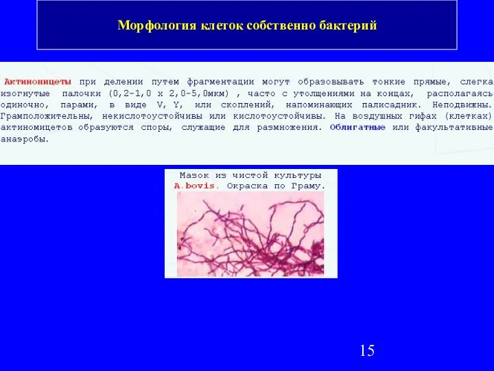 Морфология клеток собственно бактерий