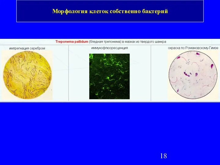 Морфология клеток собственно бактерий