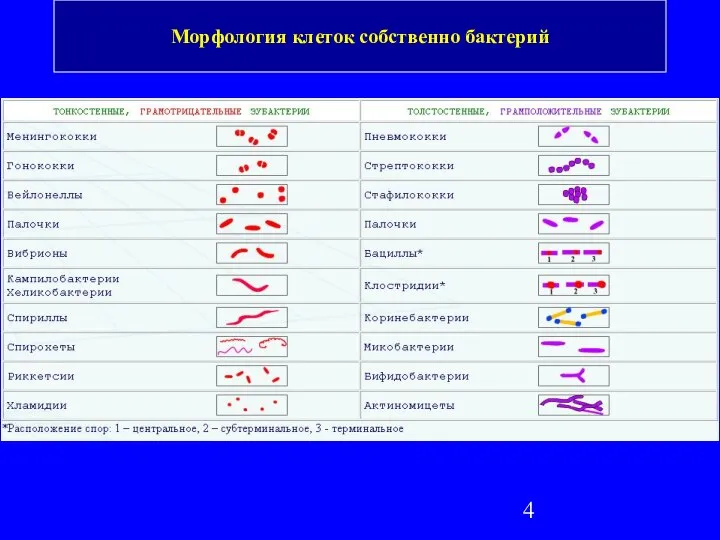 Морфология клеток собственно бактерий