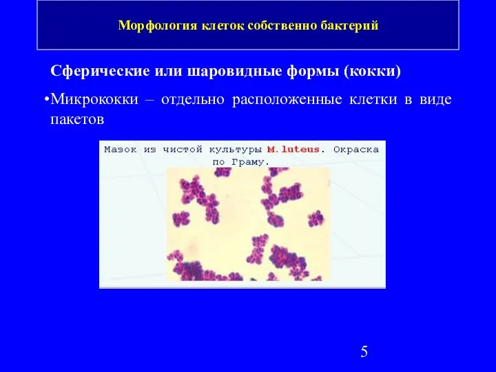 Сферические или шаровидные формы (кокки) Микрококки – отдельно расположенные клетки в